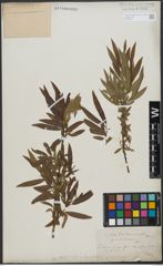 Foto von Salix triandra L. x Salix viminalis L.